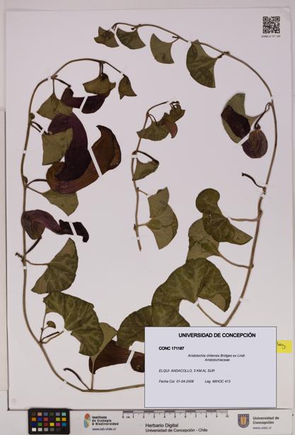 Aristolochia chilensis [Espécimen: UDEC:CONC:0171187]