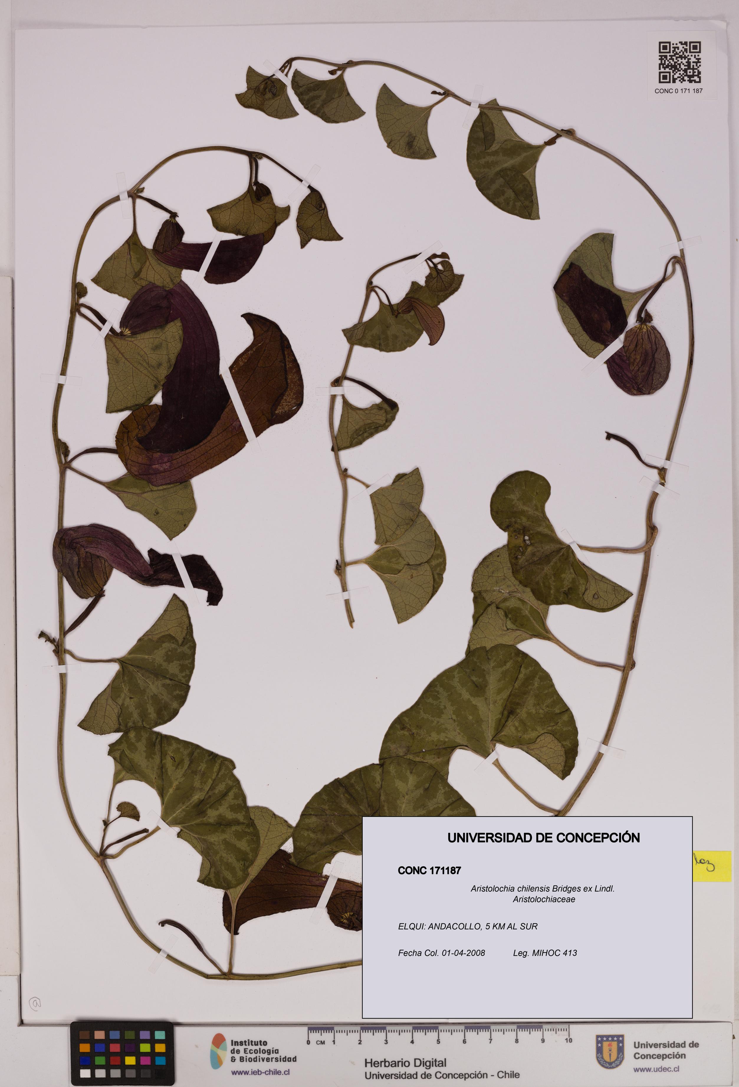 Aristolochia chilensis [Espécimen: UDEC:CONC:0171187]