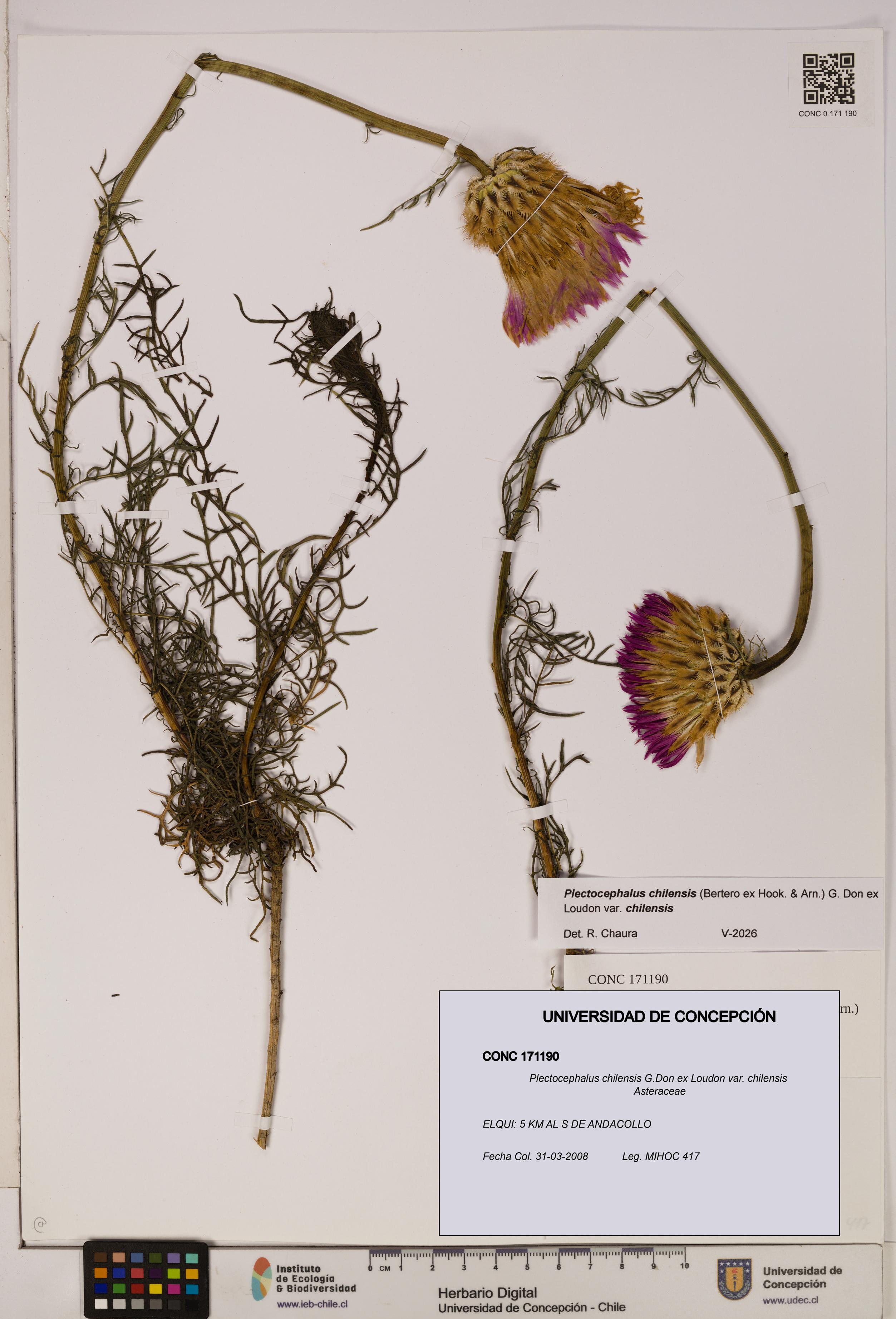 Plectocephalus chilensis [Espécimen: ]