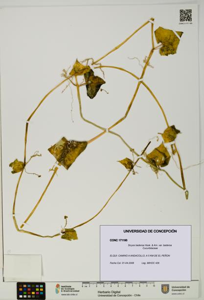 Sicyos baderoa var. baderoa [Espécimen: UDEC:CONC:0171193]