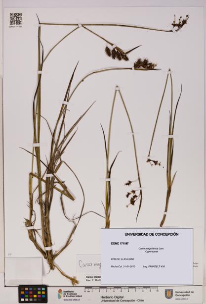 Carex magellanica [Espécimen: UDEC:CONC:0171197]