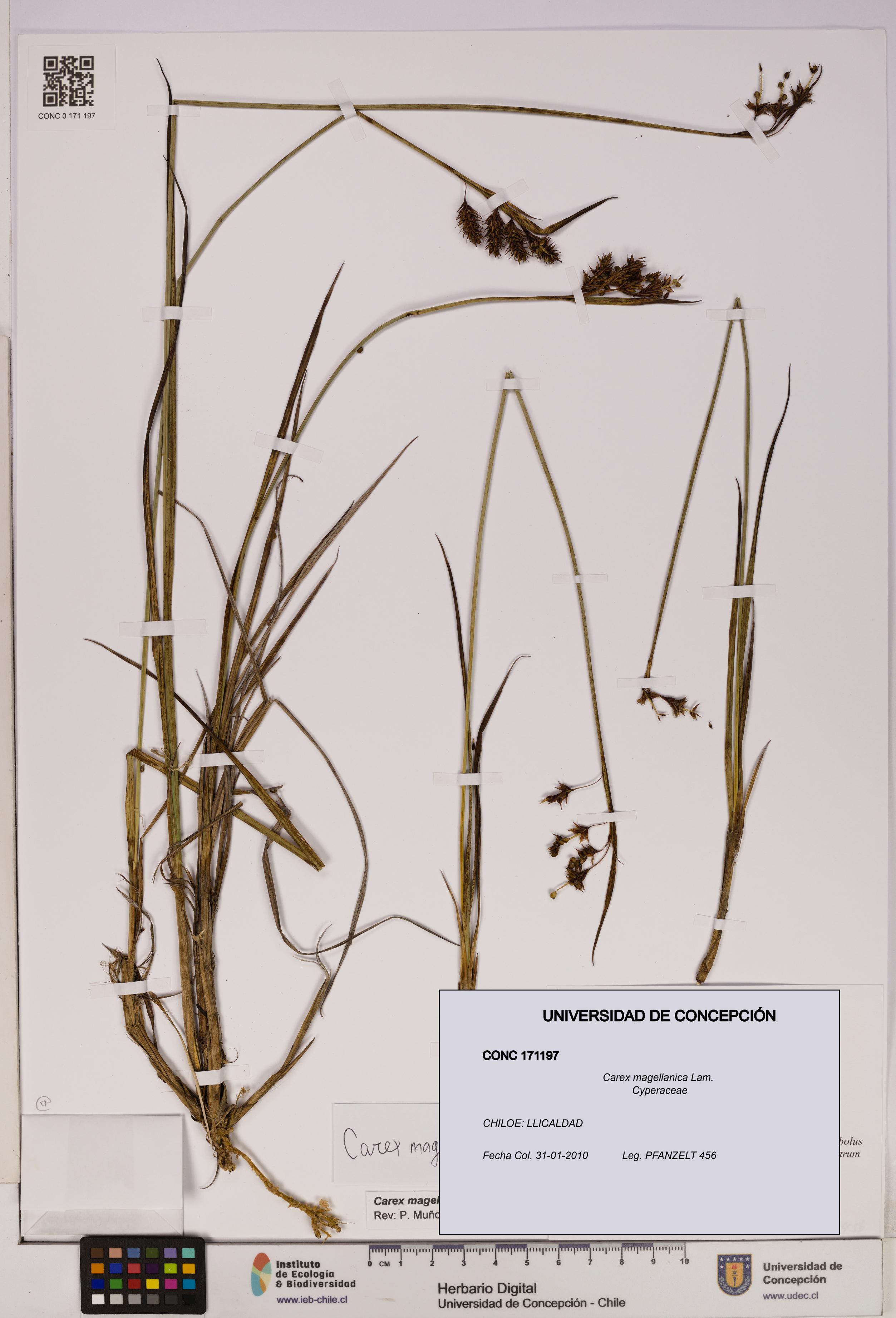 Carex magellanica [Espécimen: UDEC:CONC:0171197]