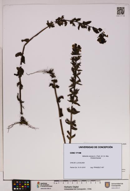 Bellardia viscosa [Espécimen: UDEC:CONC:0171198]