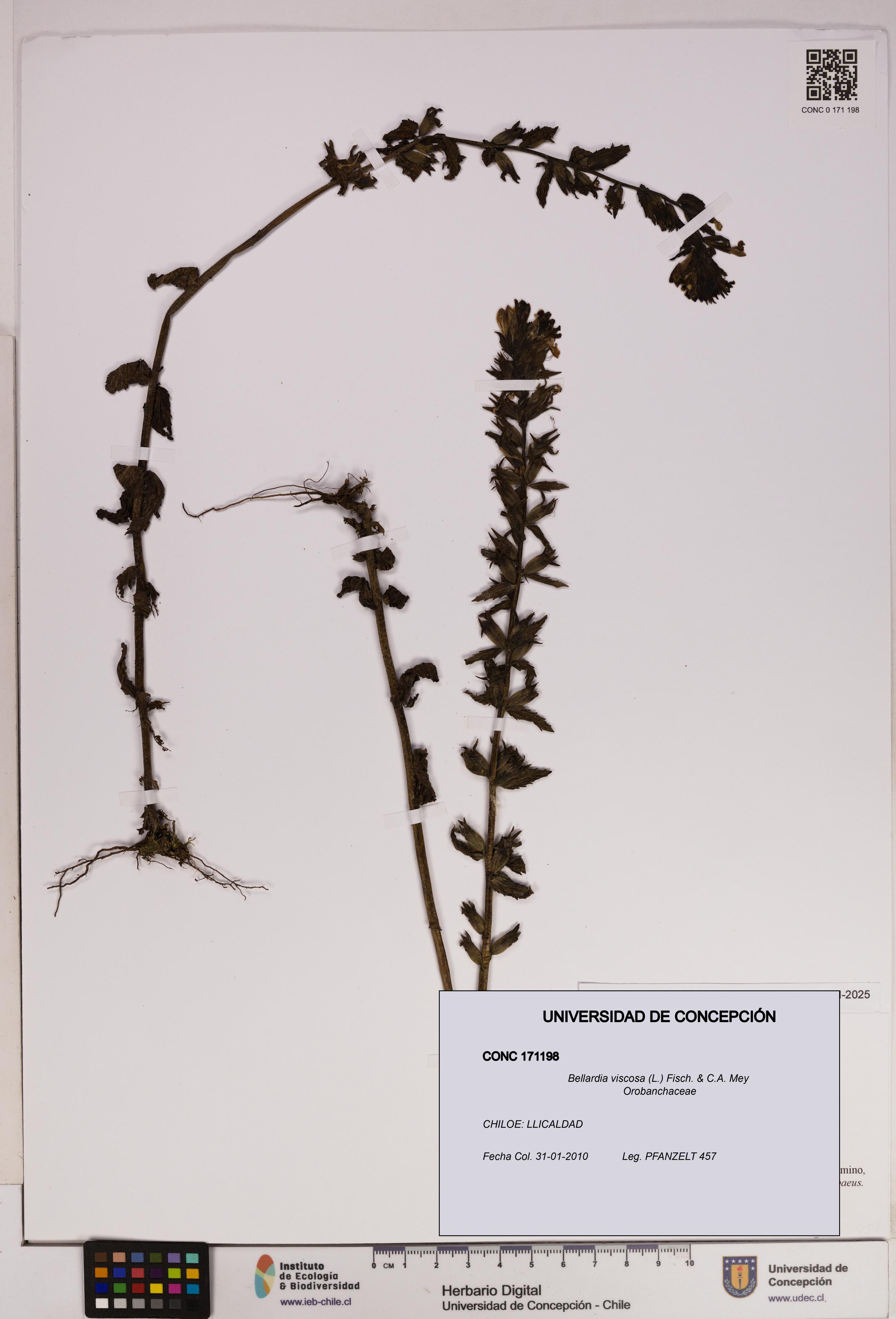 Bellardia viscosa [Espécimen: UDEC:CONC:0171198]