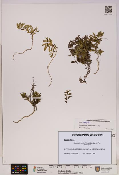 Baccharis nivalis [Espécimen: UDEC:CONC:0171218]