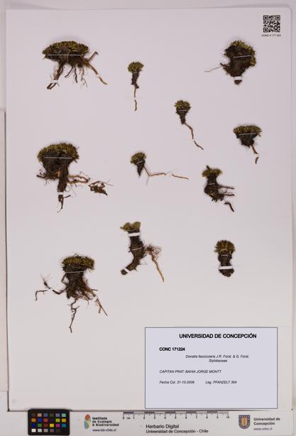 Donatia fascicularis [Espécimen: UDEC:CONC:0171224]