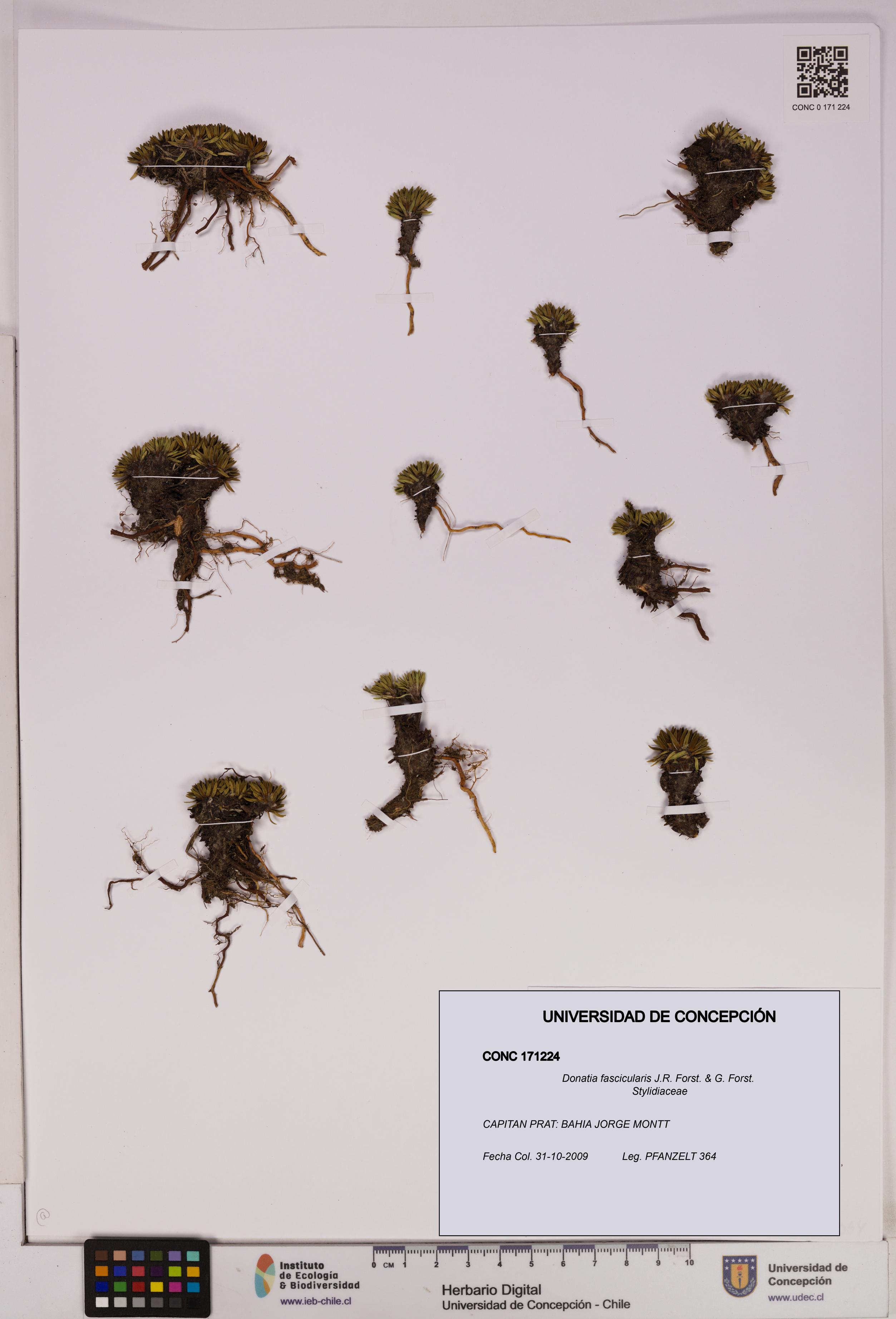 Donatia fascicularis [Espécimen: UDEC:CONC:0171224]