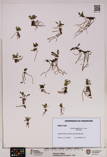 Perezia magellanica [Espécimen: UDEC:CONC:0171231]