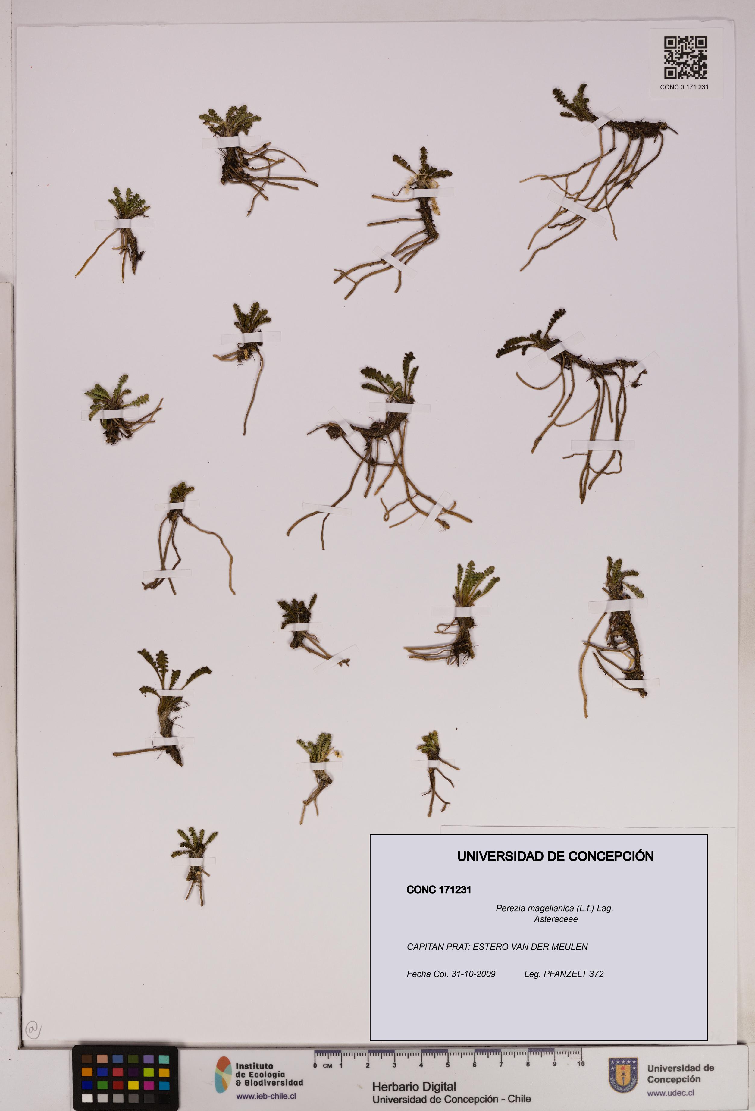 Perezia magellanica [Espécimen: UDEC:CONC:0171231]