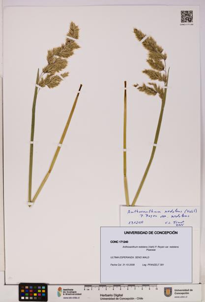 Anthoxanthum redolens [Espécimen: UDEC:CONC:0171240]