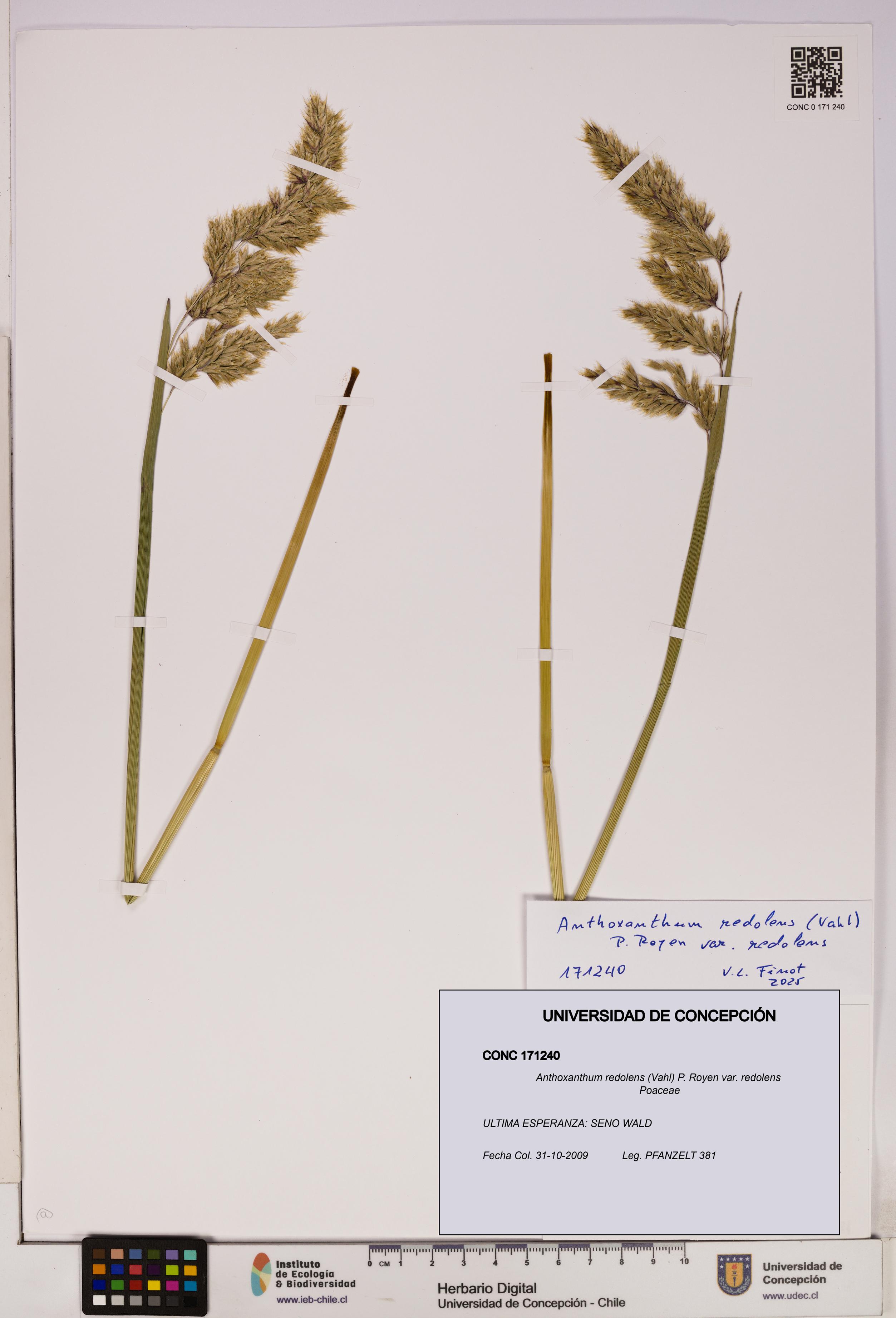 Anthoxanthum redolens [Espécimen: UDEC:CONC:0171240]