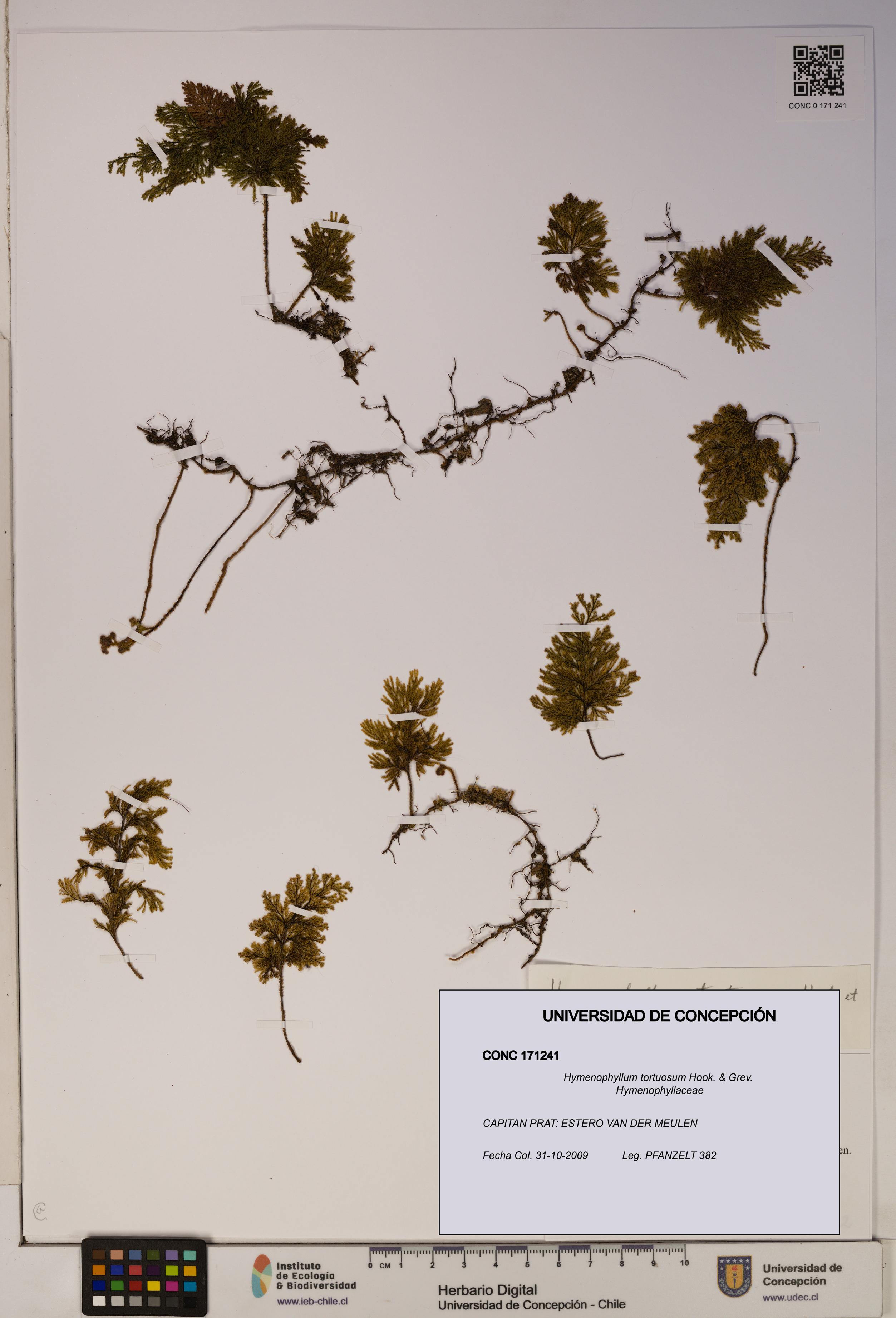 Hymenophyllum tortuosum [Espécimen: ]