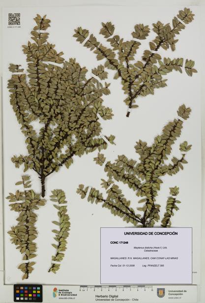Maytenus disticha [Espécimen: UDEC:CONC:0171248]