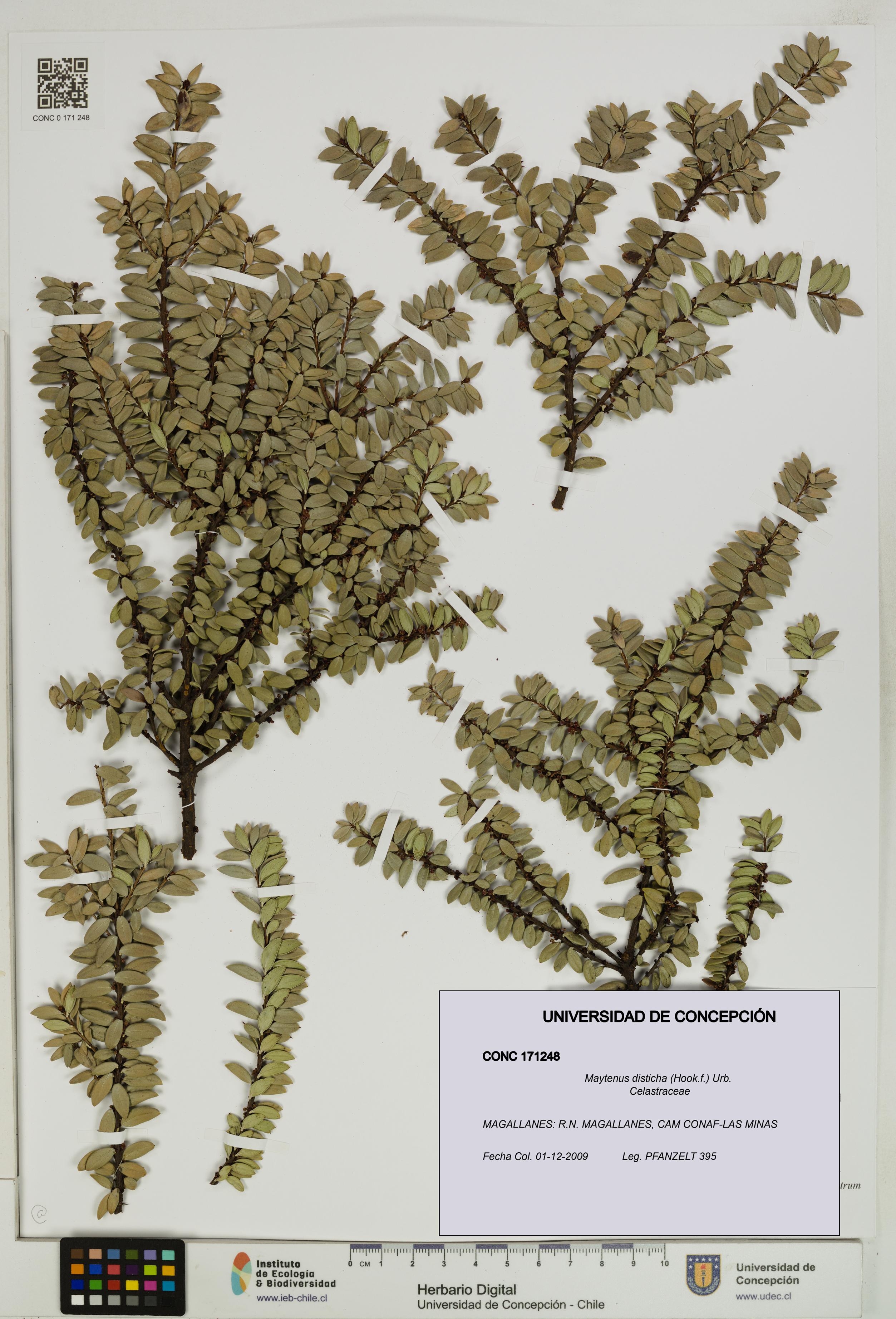 Maytenus disticha [Espécimen: UDEC:CONC:0171248]