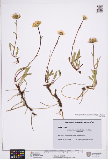 Symphyotrichum vahlii [Espécimen: ]