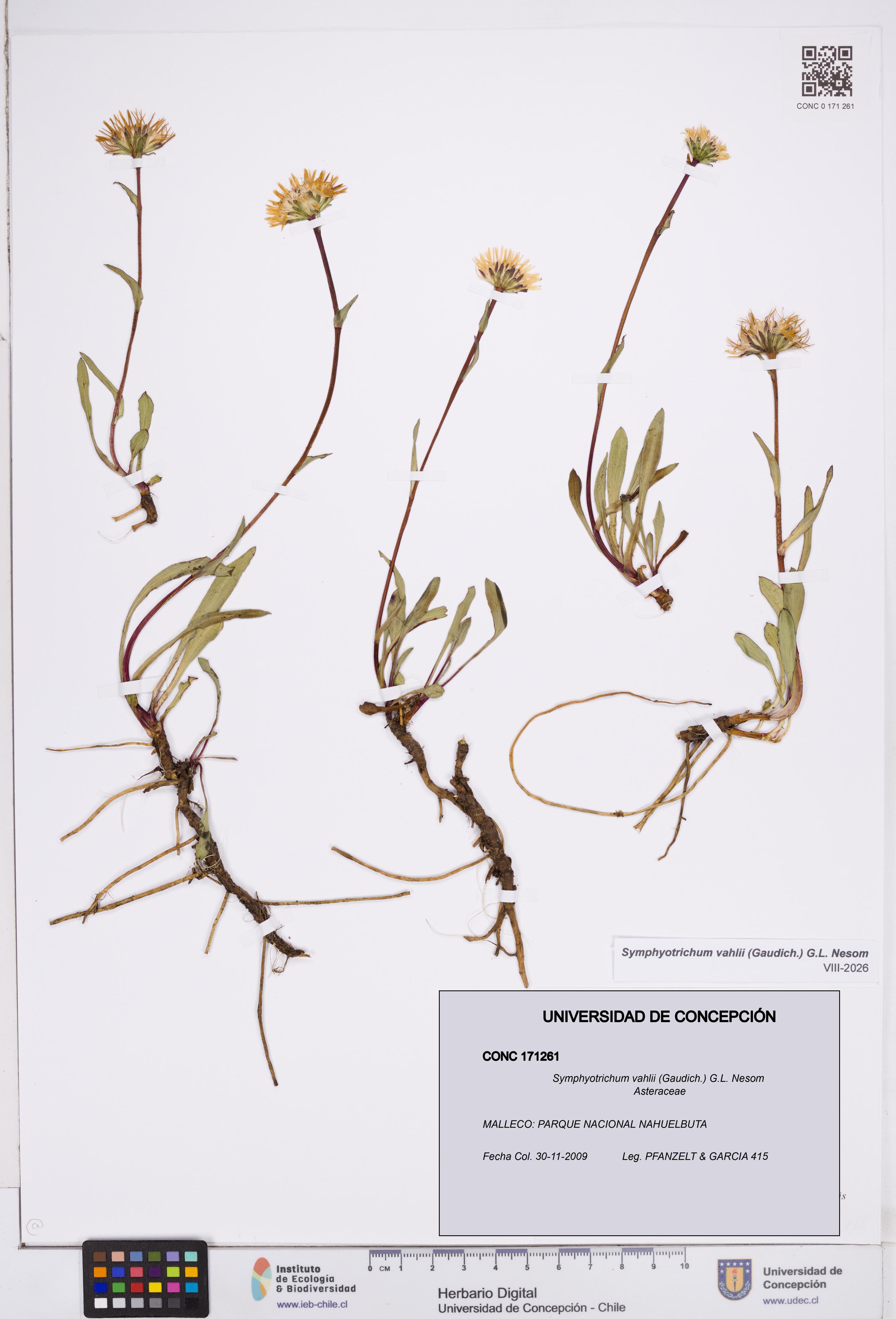 Symphyotrichum vahlii [Espécimen: ]