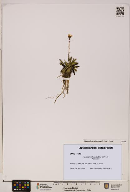 Haplosticha trifurcata [Espécimen: UDEC:CONC:0171262]