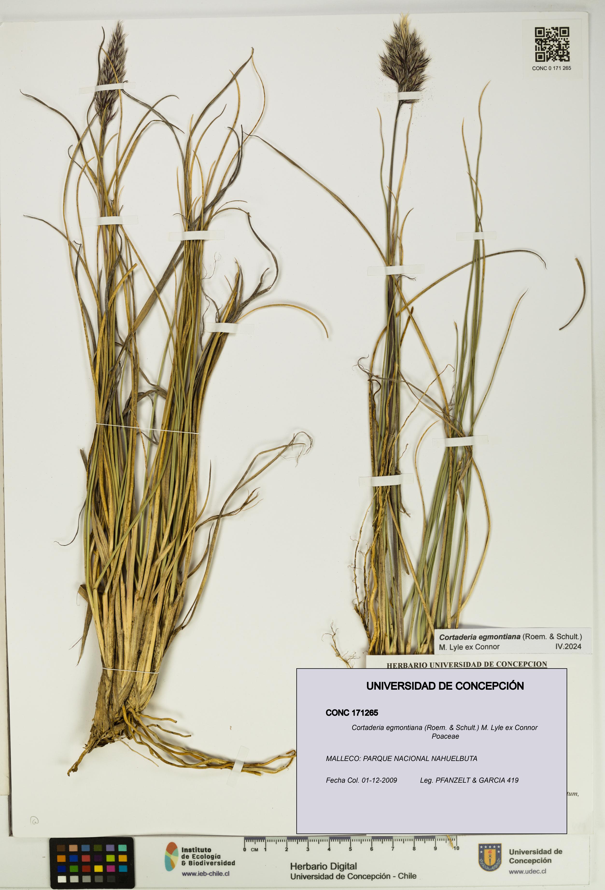Cortaderia egmontiana [Espécimen: UDEC:CONC:0171265]