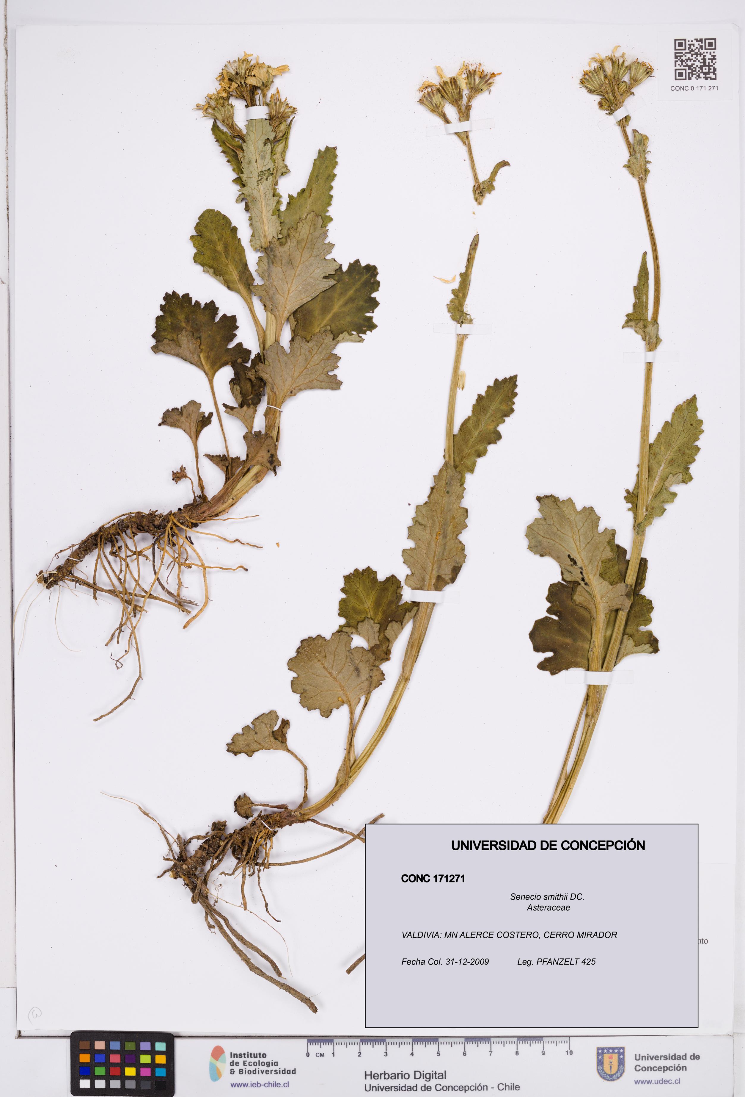 Senecio smithii [Espécimen: ]