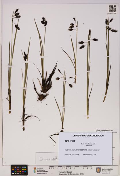 Carex magellanica [Espécimen: UDEC:CONC:0171278]