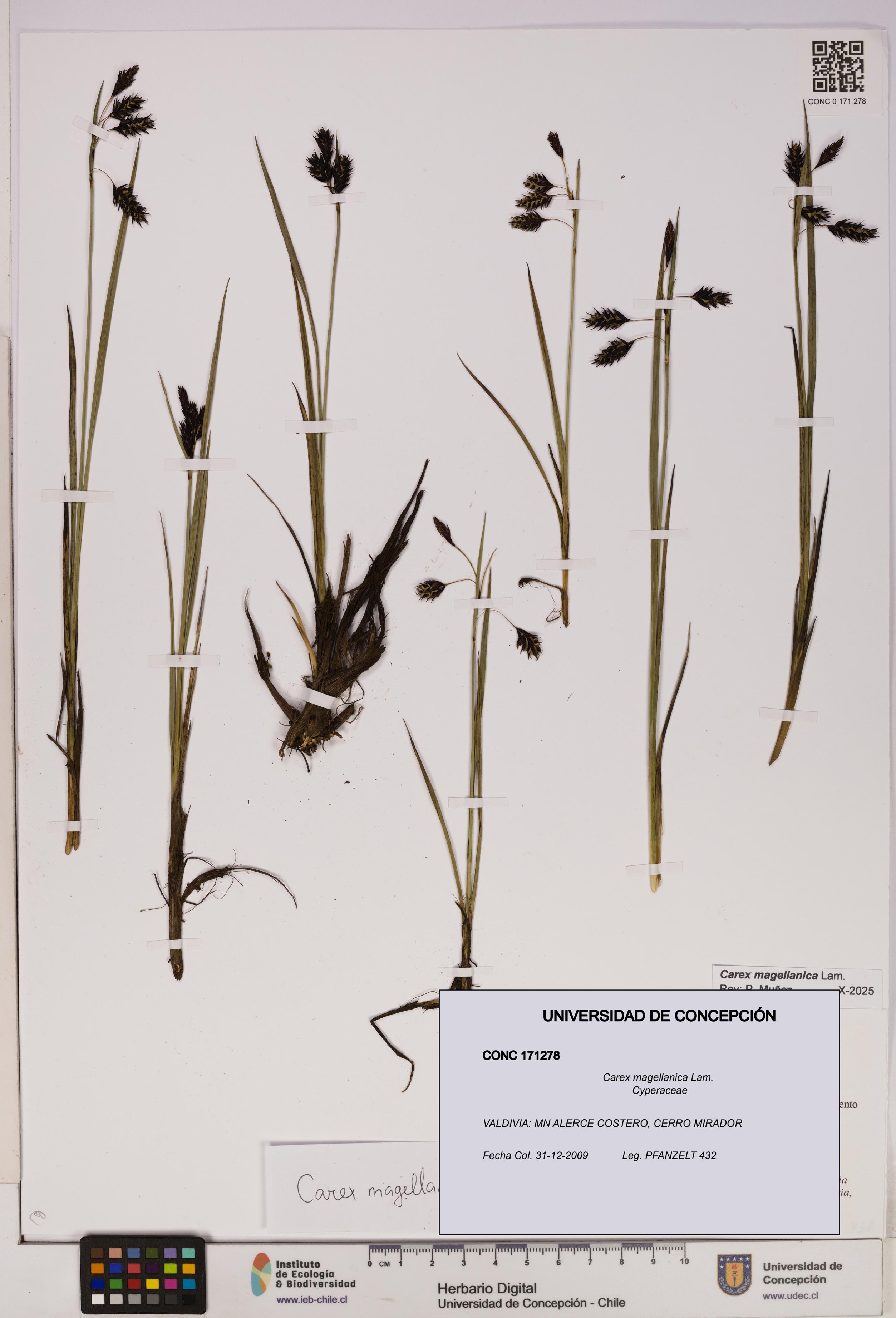 Carex magellanica [Espécimen: UDEC:CONC:0171278]
