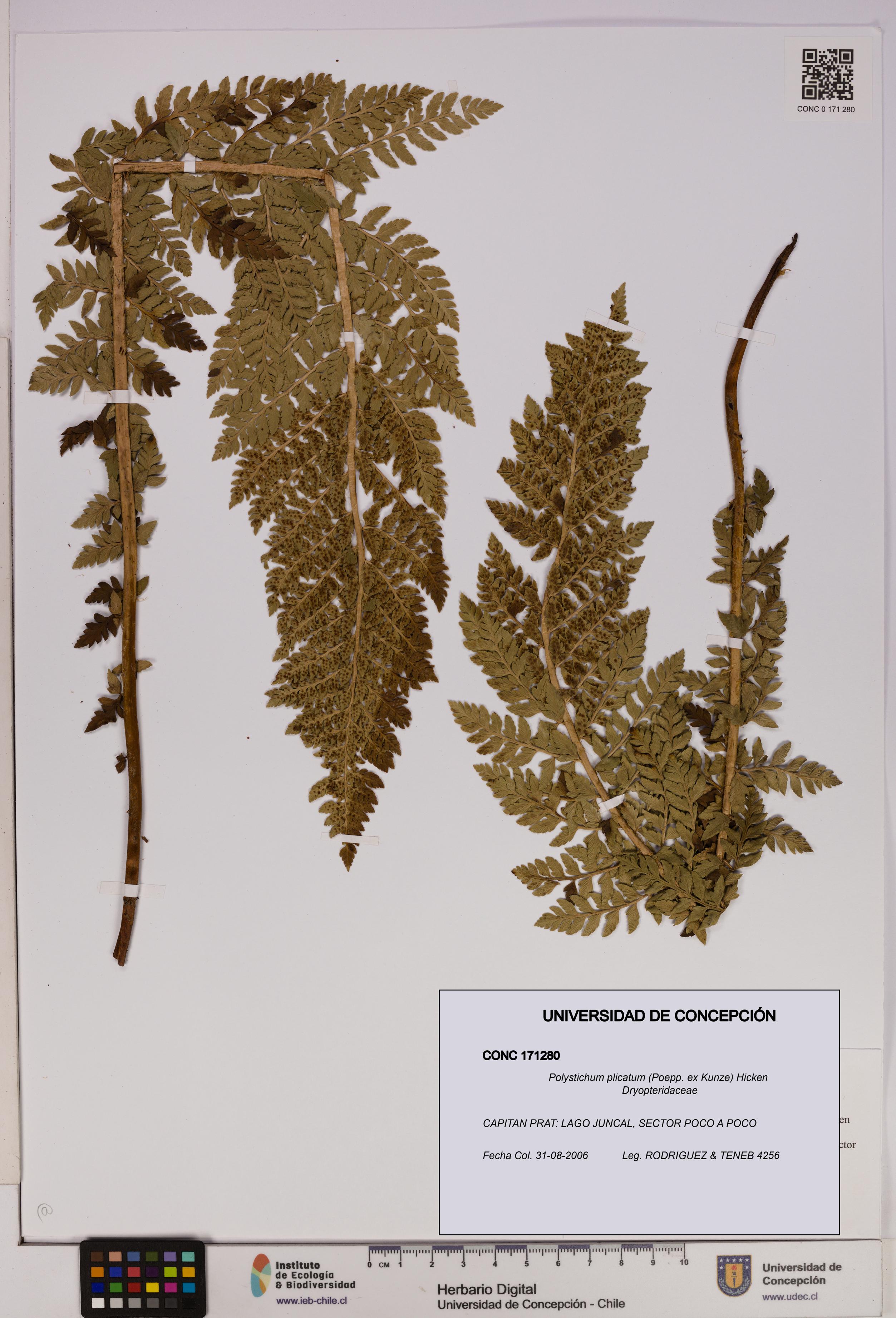 Polystichum plicatum [Espécimen: UDEC:CONC:0171280]