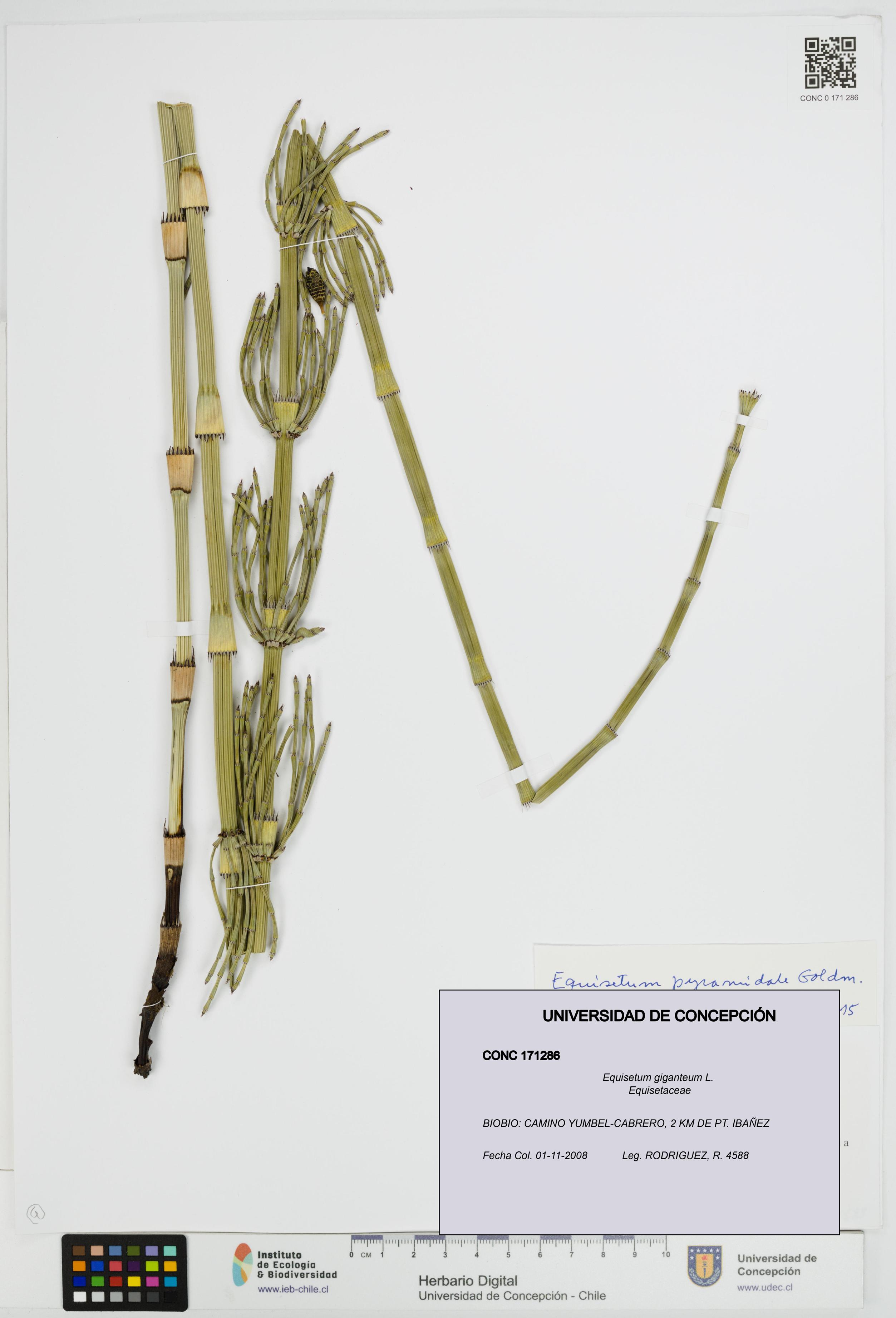 Equisetum giganteum [Espécimen: UDEC:CONC:0171286]