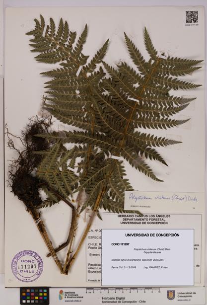 Polystichum chilense [Espécimen: UDEC:CONC:0171297]