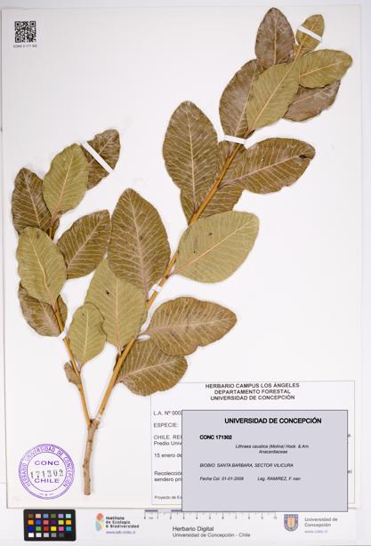Lithraea caustica [Espécimen: UDEC:CONC:0171302]