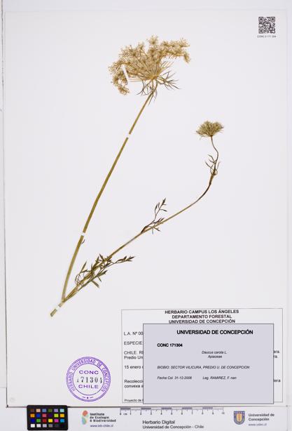 Daucus carota [Espécimen: ]
