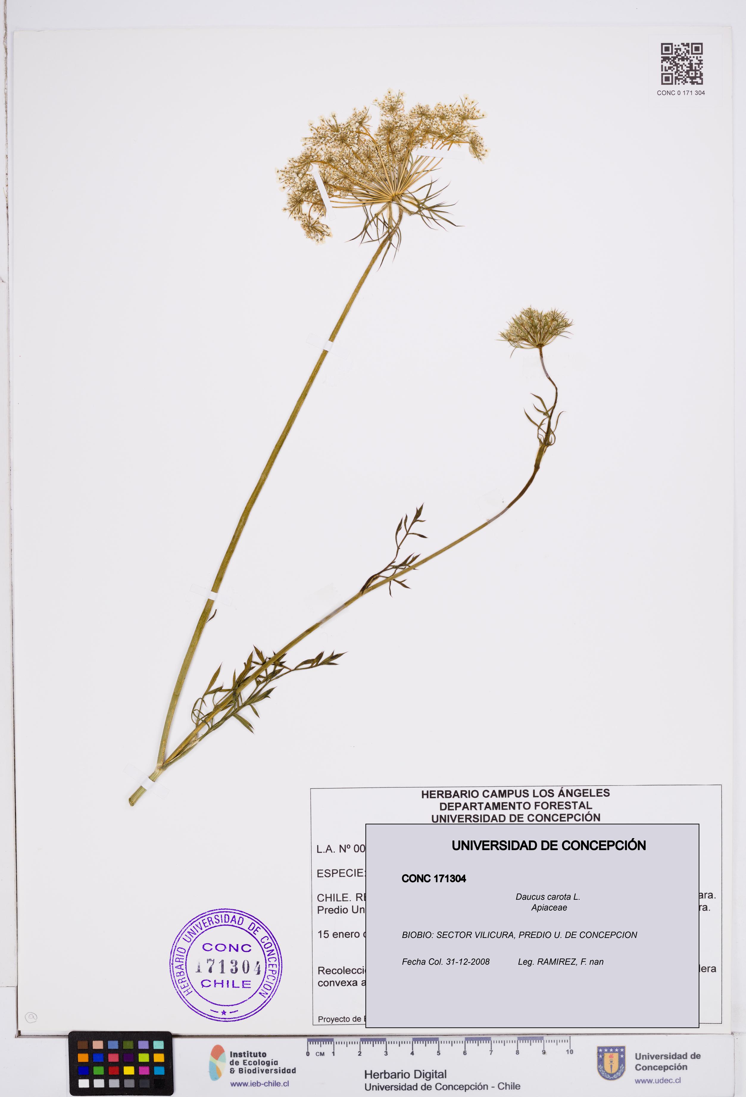 Daucus carota [Espécimen: ]