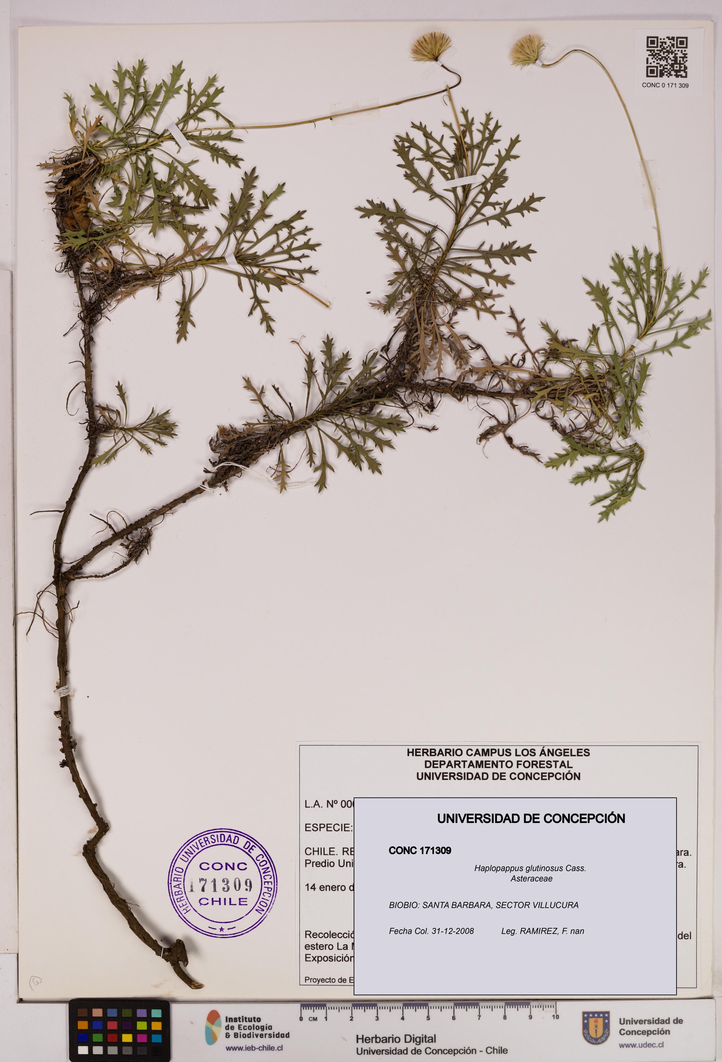 Haplopappus glutinosus [Espécimen: UDEC:CONC:0171309]