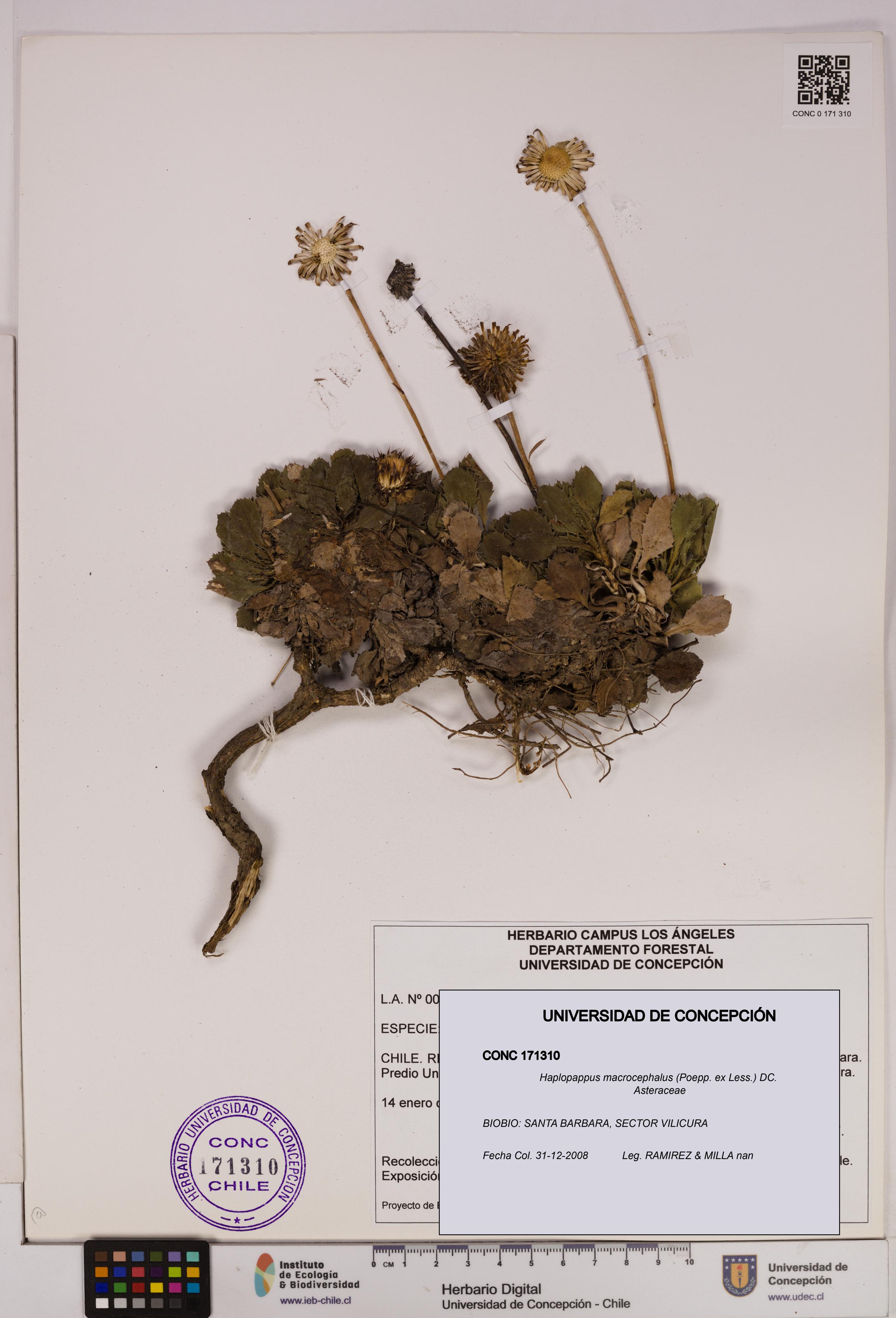 Haplopappus macrocephalus [Espécimen: UDEC:CONC:0171310]