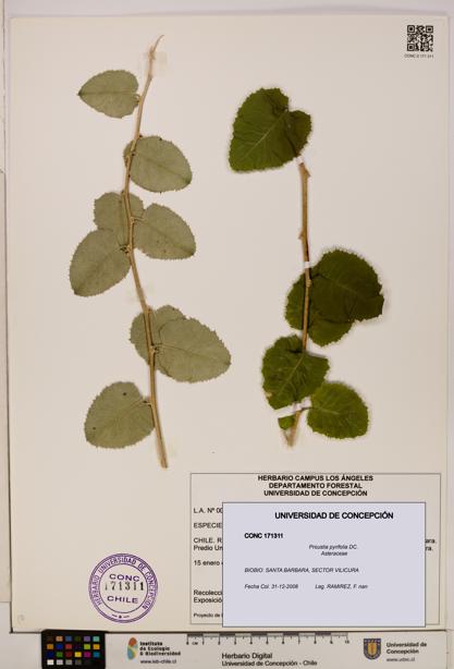 Proustia pyrifolia [Espécimen: UDEC:CONC:0171311]