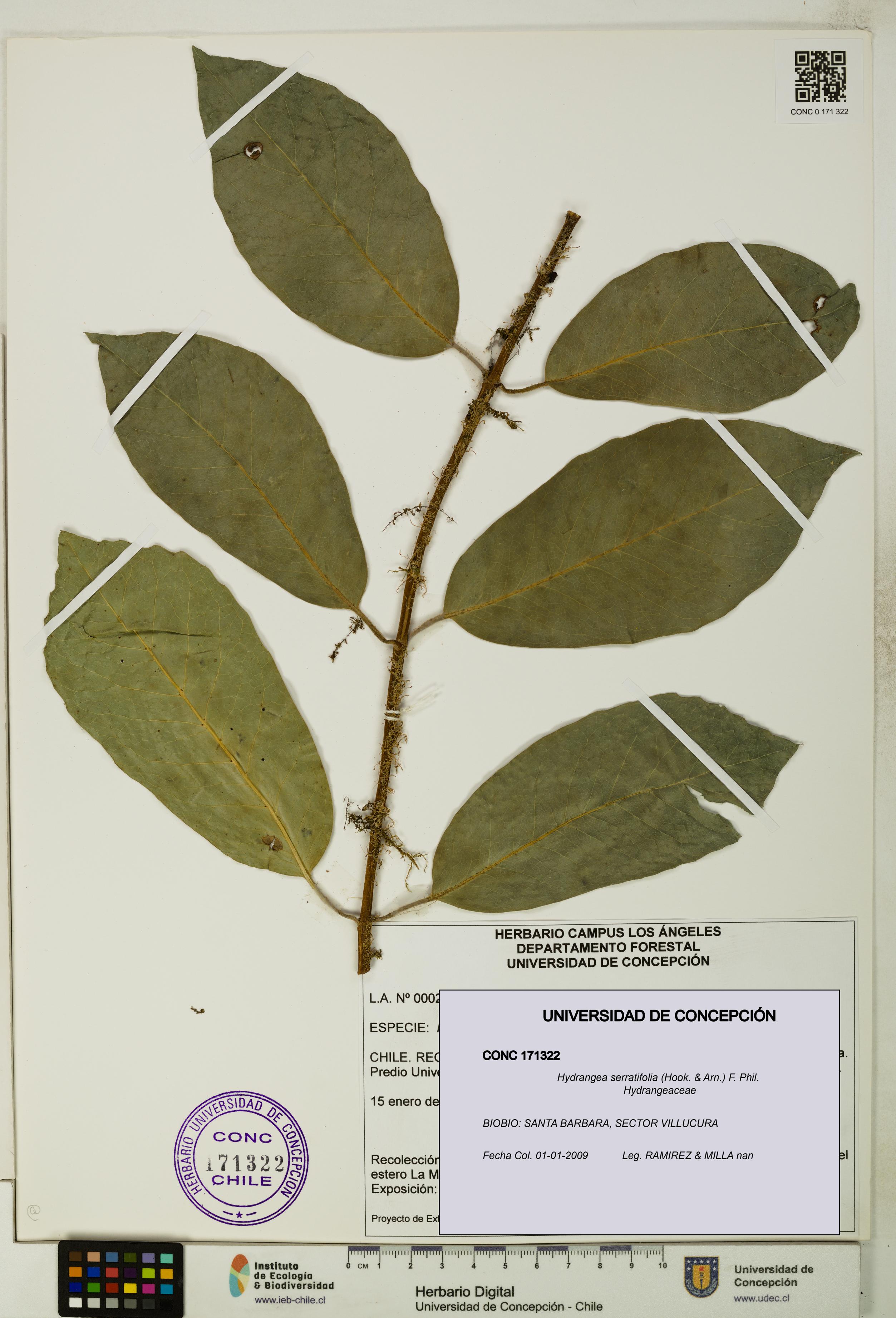 Hydrangea serratifolia [Espécimen: UDEC:CONC:0171322]