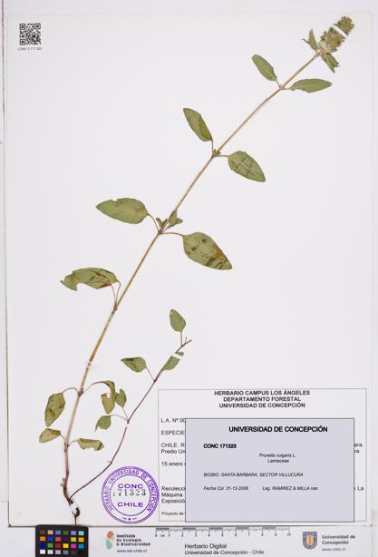 Prunella vulgaris [Espécimen: ]