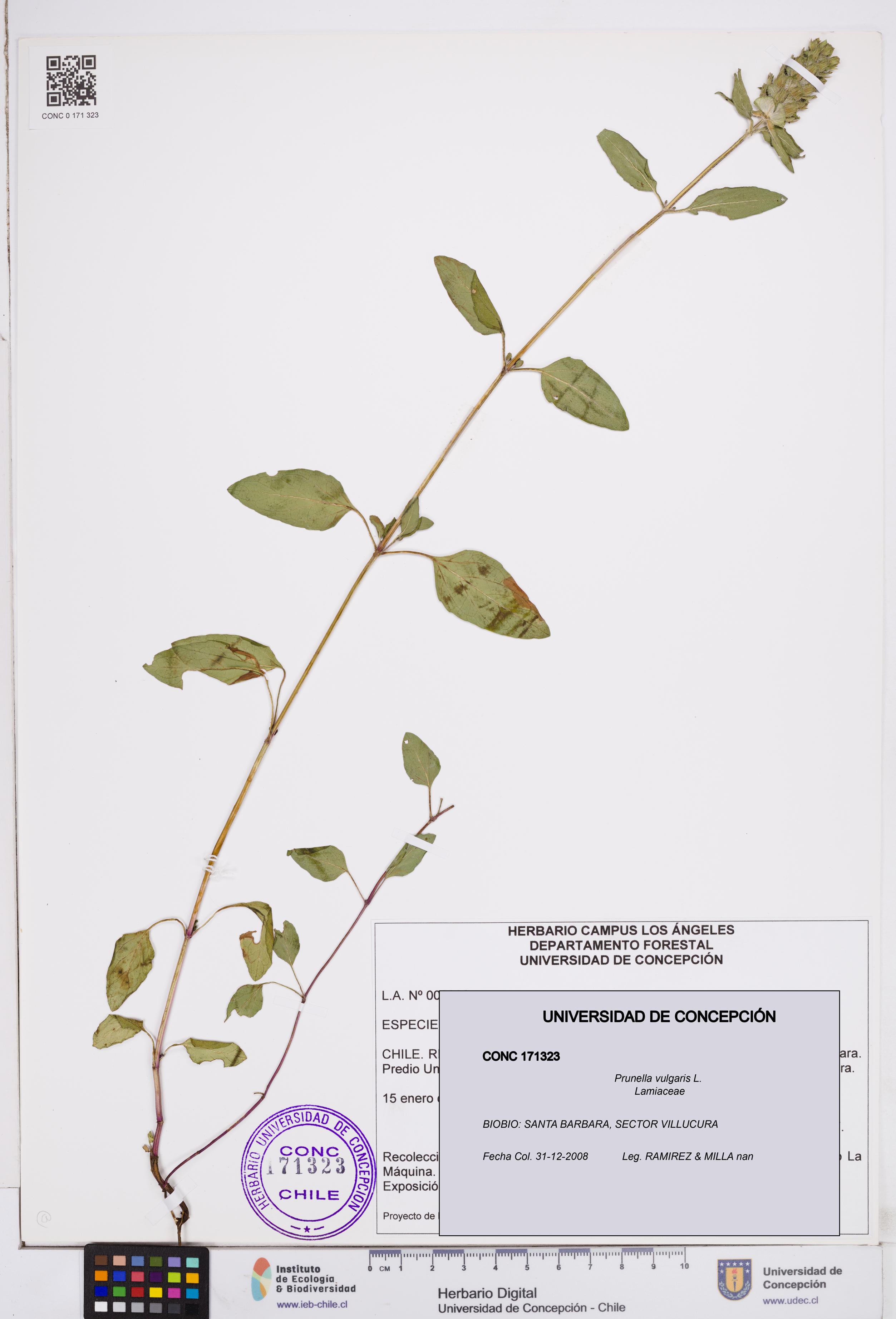 Prunella vulgaris [Espécimen: ]