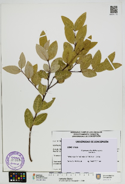 Cryptocarya alba [Espécimen: UDEC:CONC:0171335]