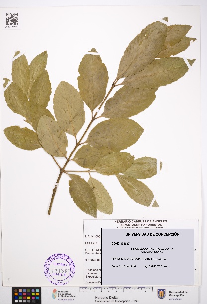 Laurelia sempervirens [Espécimen: UDEC:CONC:0171337]