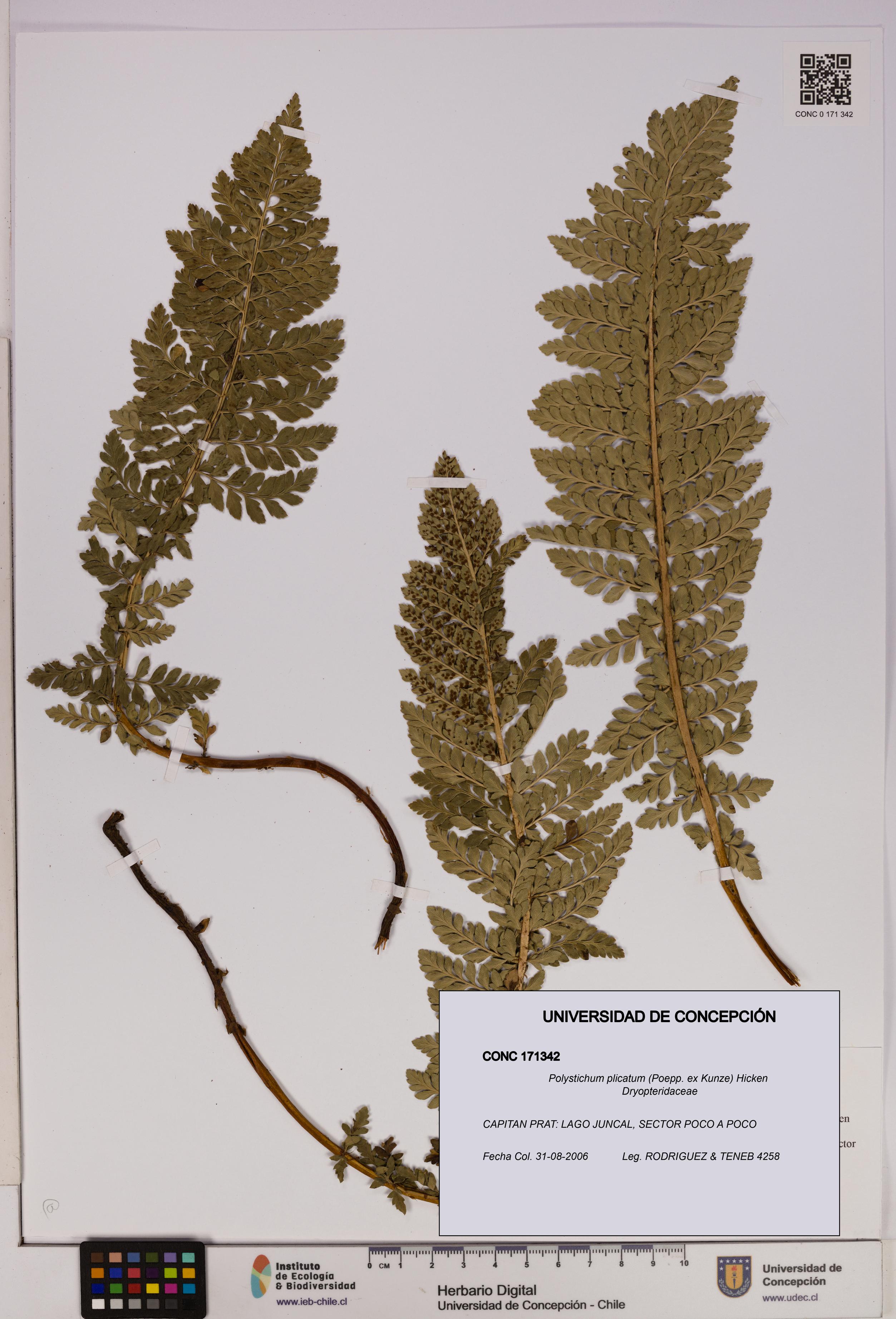 Polystichum plicatum [Espécimen: UDEC:CONC:0171342]