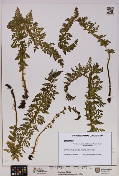 Polystichum plicatum [Espécimen: UDEC:CONC:0171343]