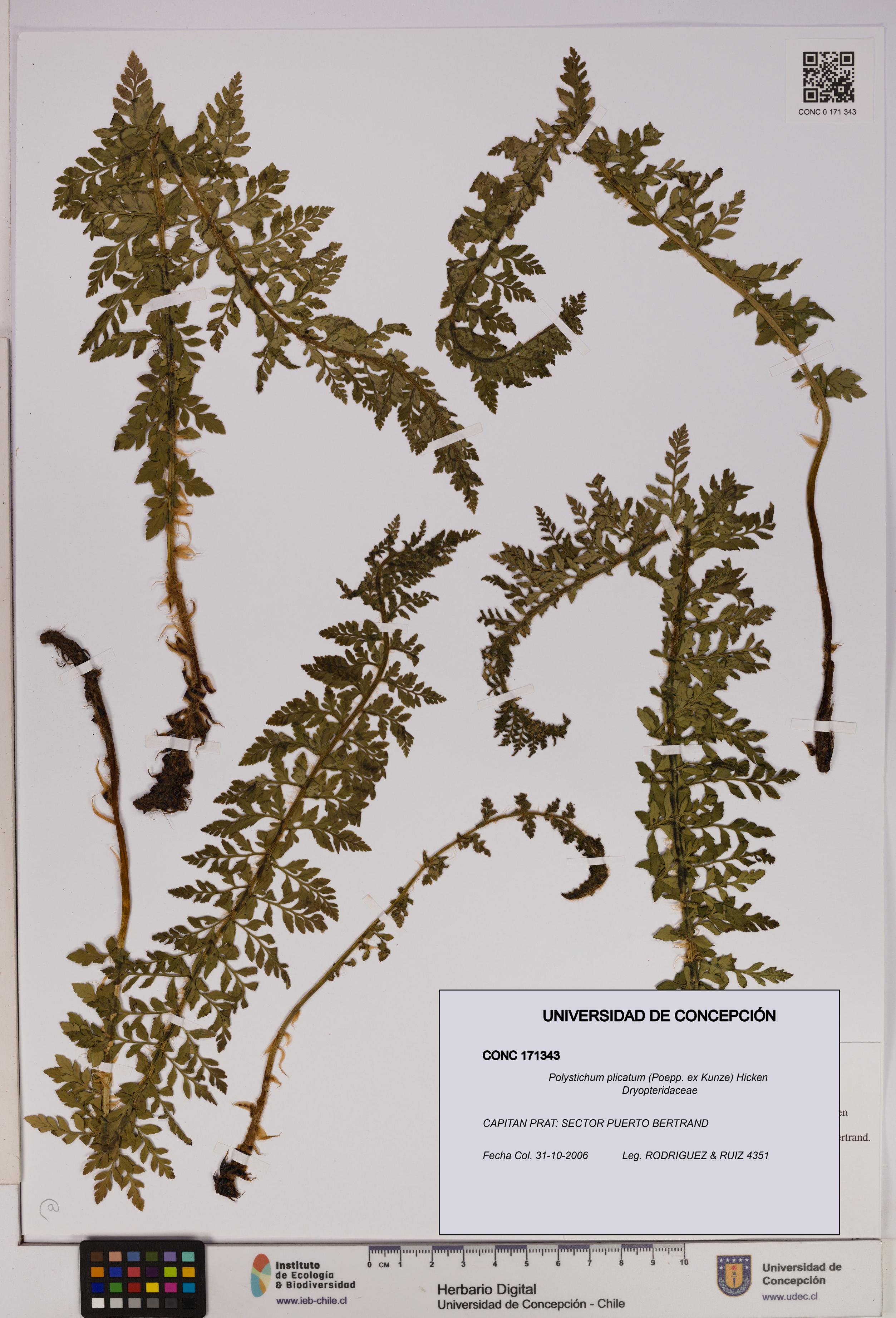 Polystichum plicatum [Espécimen: UDEC:CONC:0171343]