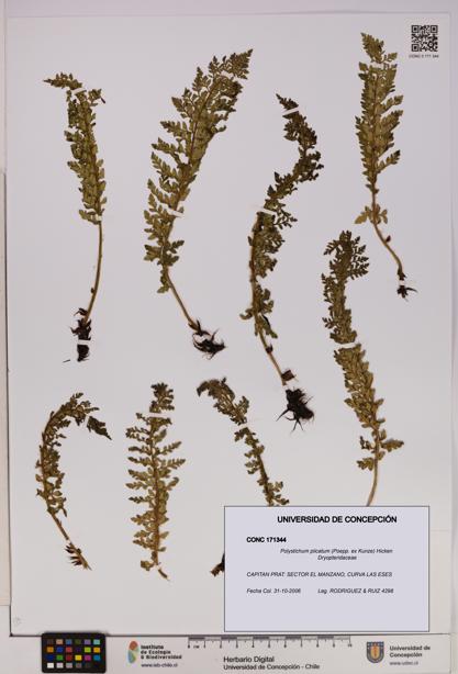 Polystichum plicatum [Espécimen: UDEC:CONC:0171344]