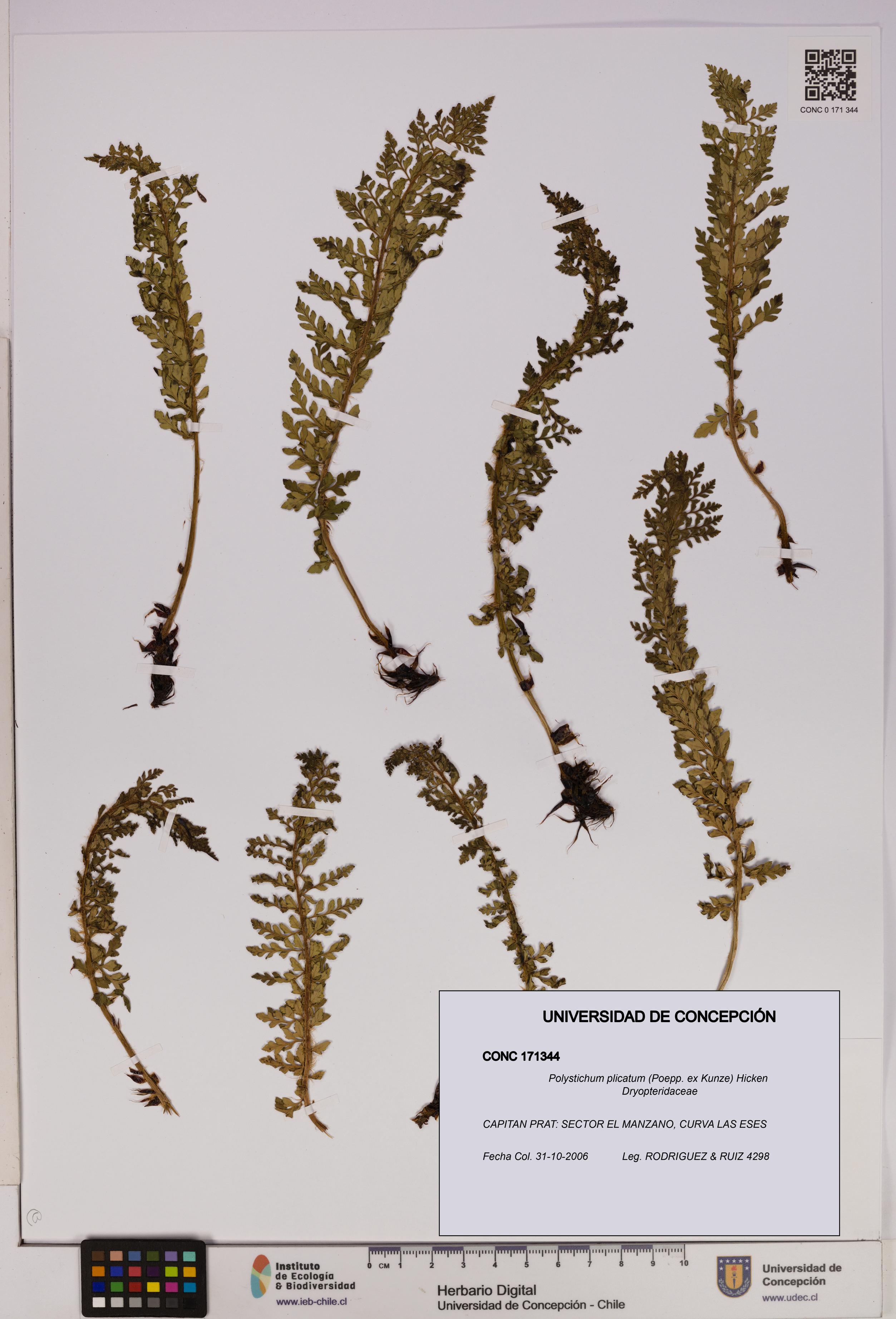 Polystichum plicatum [Espécimen: UDEC:CONC:0171344]