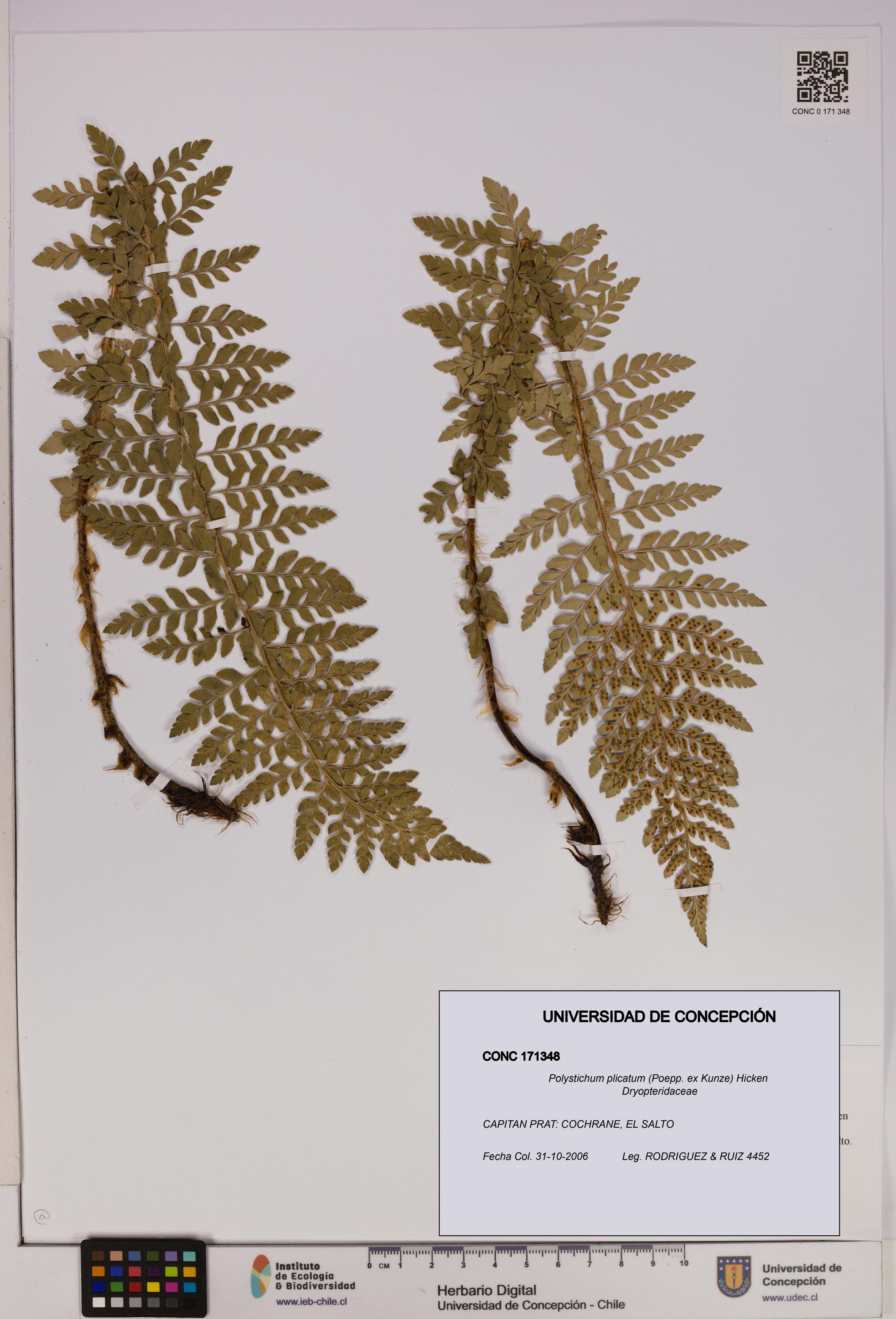 Polystichum plicatum [Espécimen: UDEC:CONC:0171348]