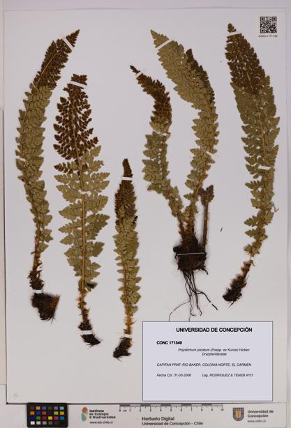 Polystichum plicatum [Espécimen: UDEC:CONC:0171349]