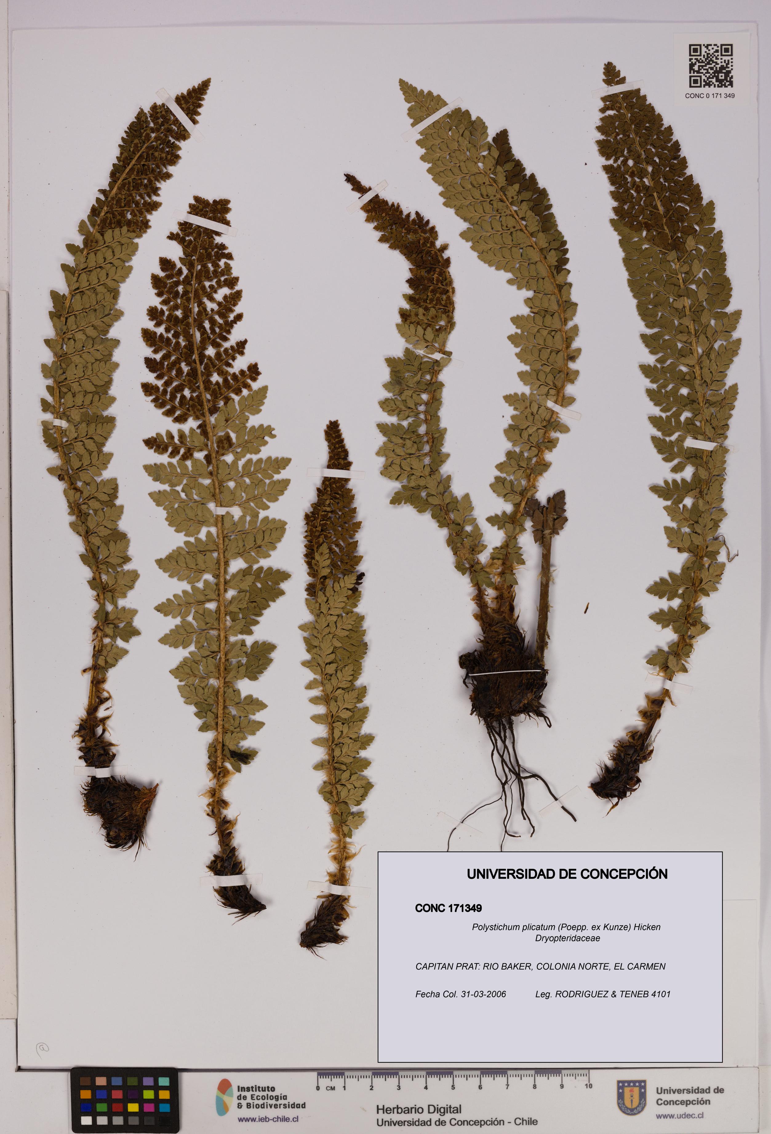 Polystichum plicatum [Espécimen: UDEC:CONC:0171349]