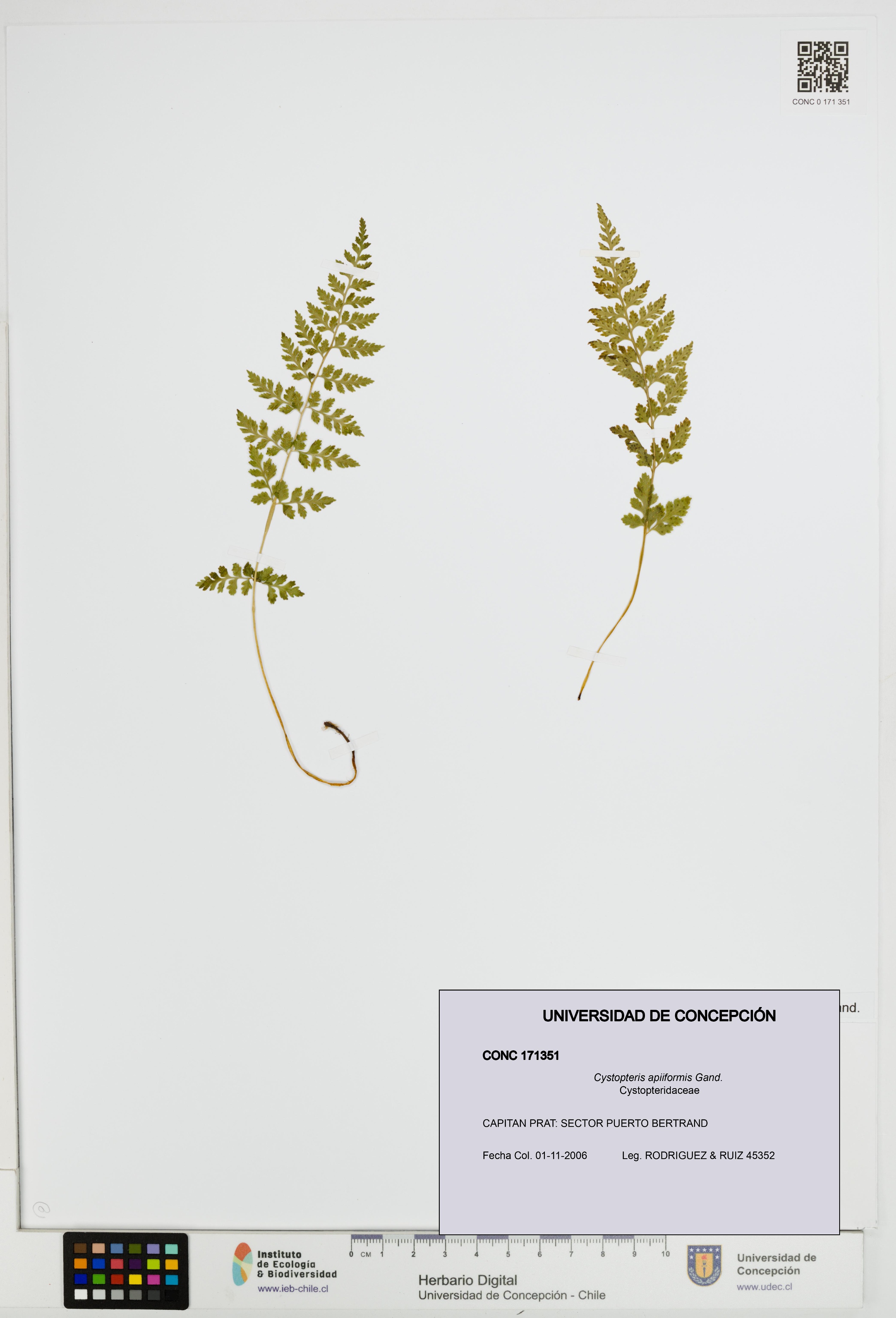 Cystopteris apiiformis [Espécimen: UDEC:CONC:0171351]