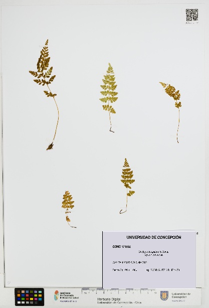 Cystopteris apiiformis [Espécimen: UDEC:CONC:0171352]