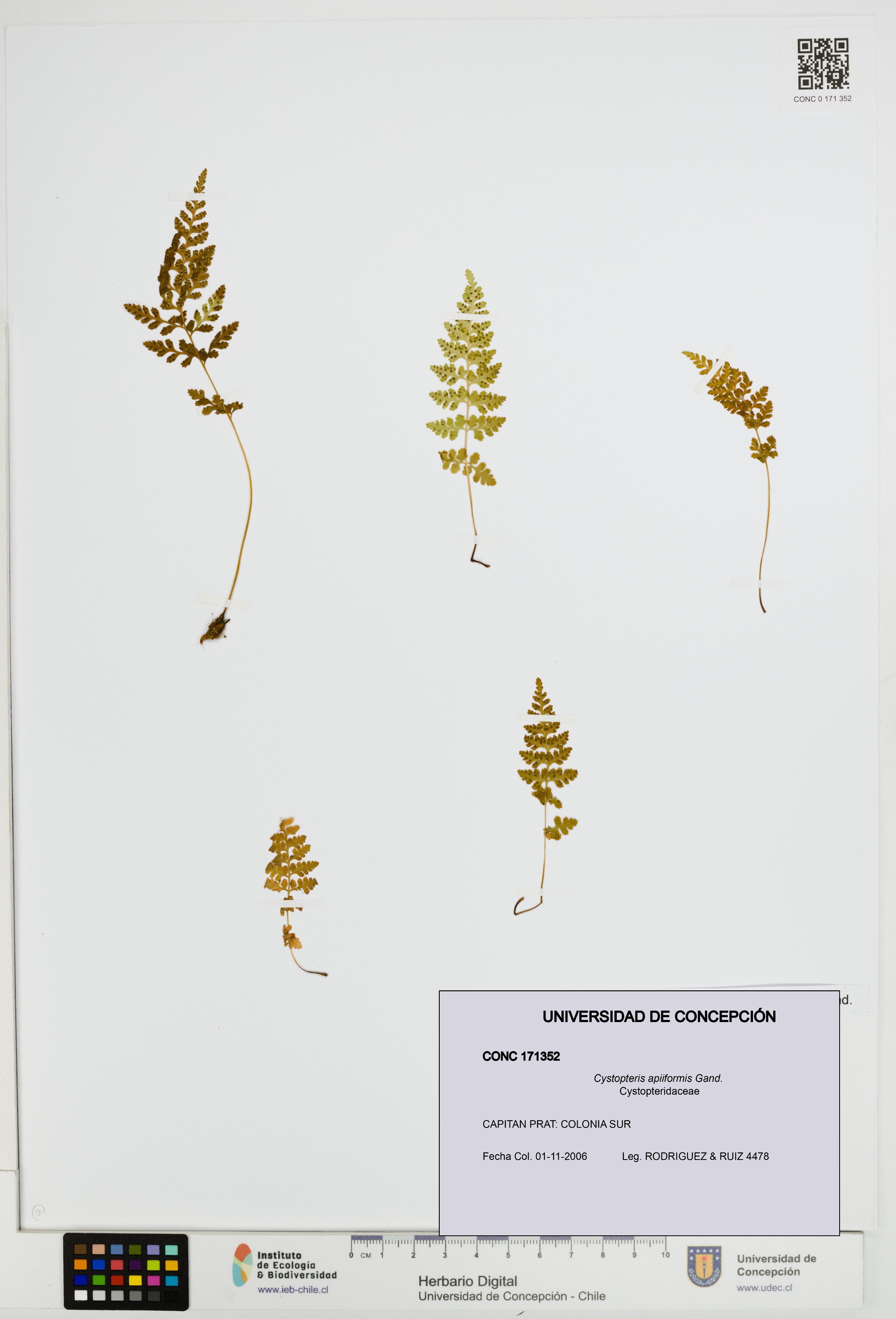 Cystopteris apiiformis [Espécimen: UDEC:CONC:0171352]